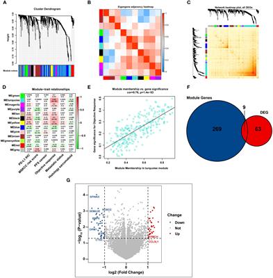 A novel immune-related model to predict prognosis and responsiveness to checkpoint and angiogenesis blockade therapy in advanced renal cancer